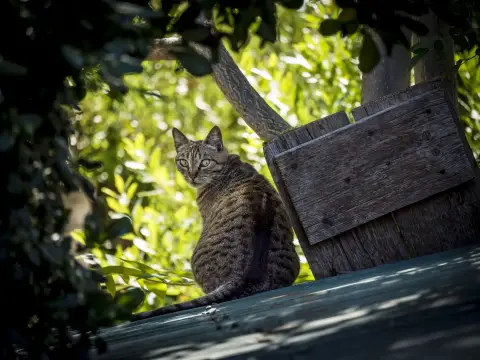 Chat européen ©Marc Poveda