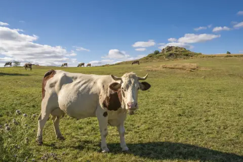 Vache laitière ©Marc Poveda